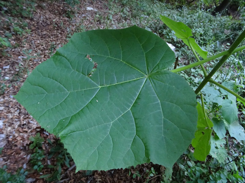 Paulownia tomentosa